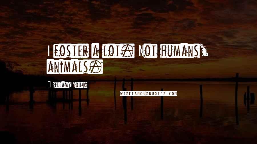 Bellamy Young Quotes: I foster a lot. Not humans, animals.