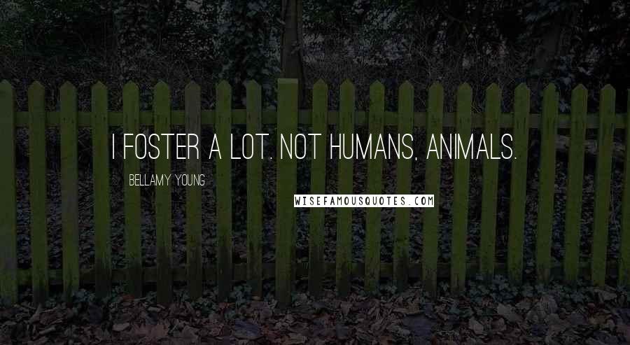 Bellamy Young Quotes: I foster a lot. Not humans, animals.