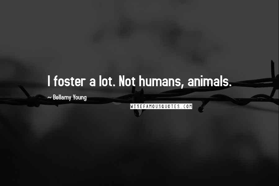 Bellamy Young Quotes: I foster a lot. Not humans, animals.