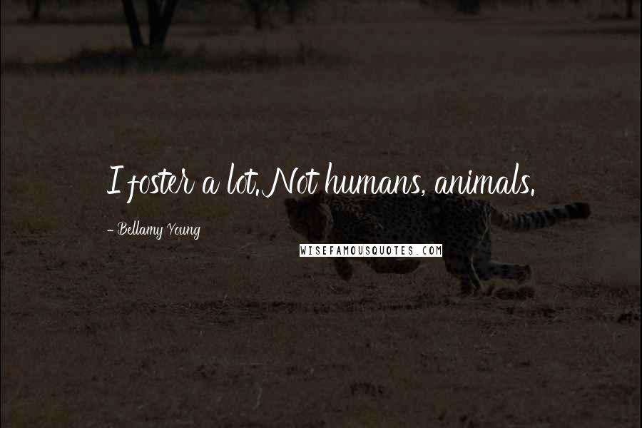 Bellamy Young Quotes: I foster a lot. Not humans, animals.