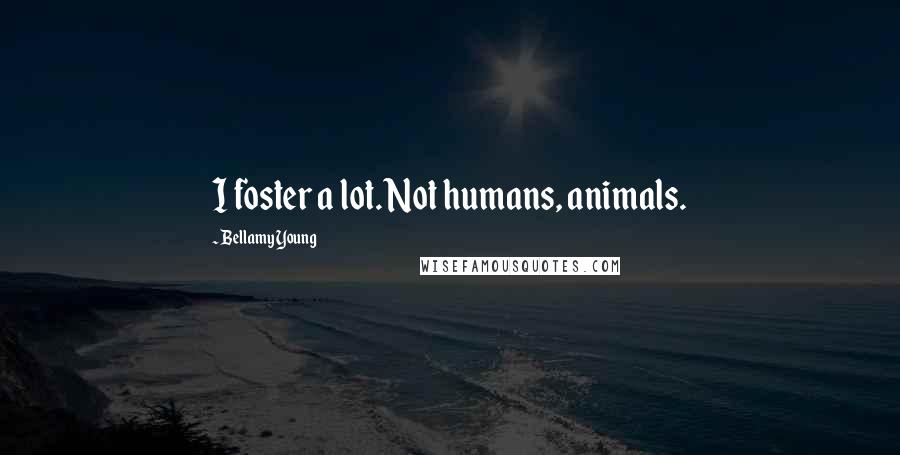 Bellamy Young Quotes: I foster a lot. Not humans, animals.