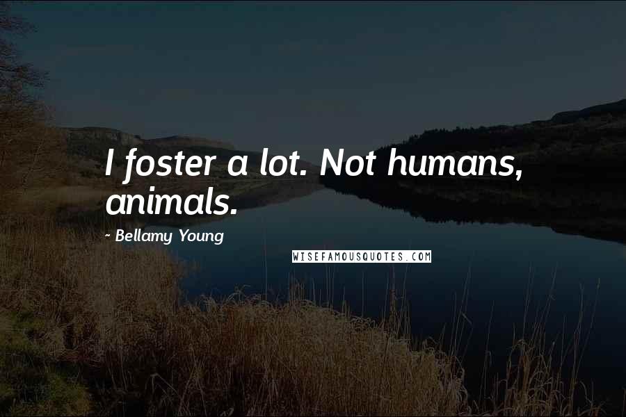 Bellamy Young Quotes: I foster a lot. Not humans, animals.