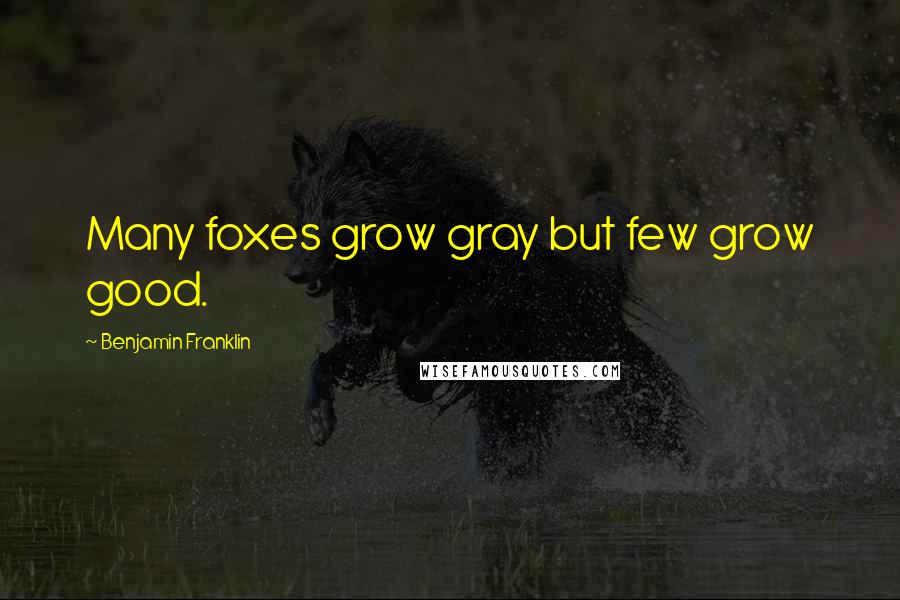 Benjamin Franklin Quotes: Many foxes grow gray but few grow good.