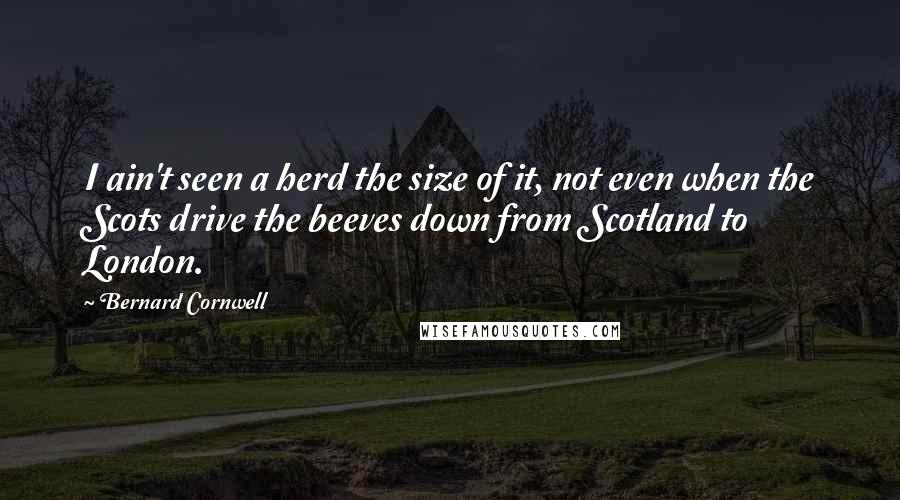 Bernard Cornwell Quotes: I ain't seen a herd the size of it, not even when the Scots drive the beeves down from Scotland to London.