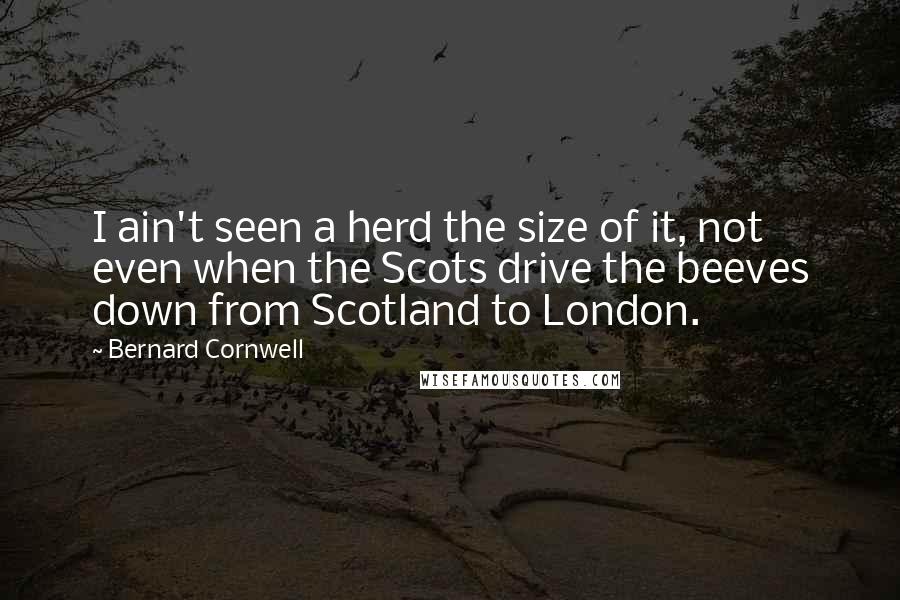 Bernard Cornwell Quotes: I ain't seen a herd the size of it, not even when the Scots drive the beeves down from Scotland to London.