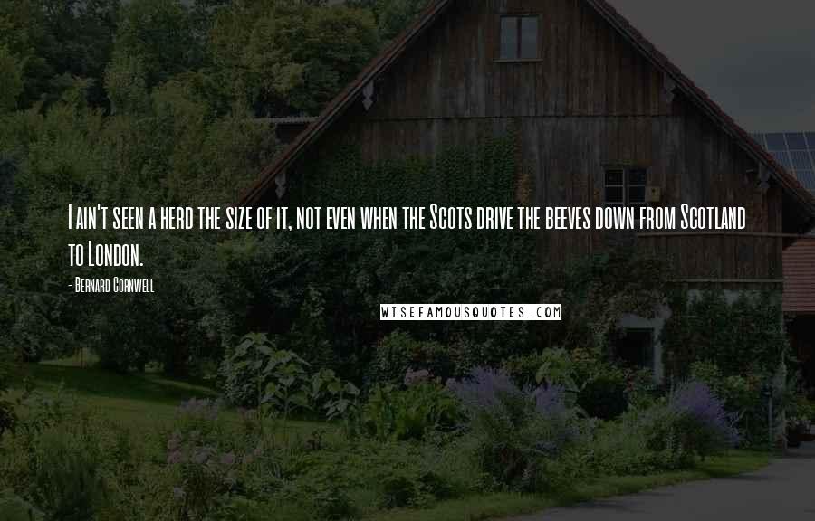 Bernard Cornwell Quotes: I ain't seen a herd the size of it, not even when the Scots drive the beeves down from Scotland to London.