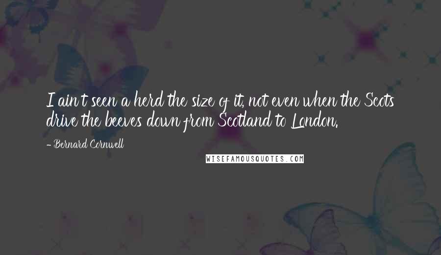 Bernard Cornwell Quotes: I ain't seen a herd the size of it, not even when the Scots drive the beeves down from Scotland to London.