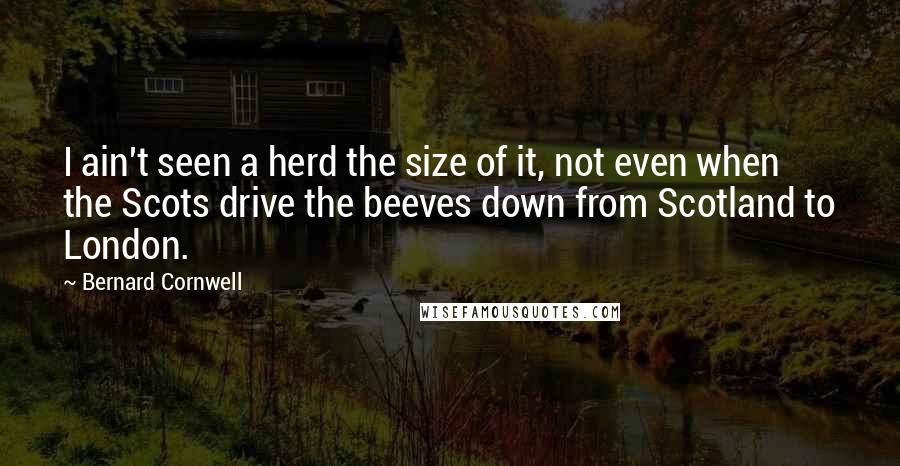 Bernard Cornwell Quotes: I ain't seen a herd the size of it, not even when the Scots drive the beeves down from Scotland to London.