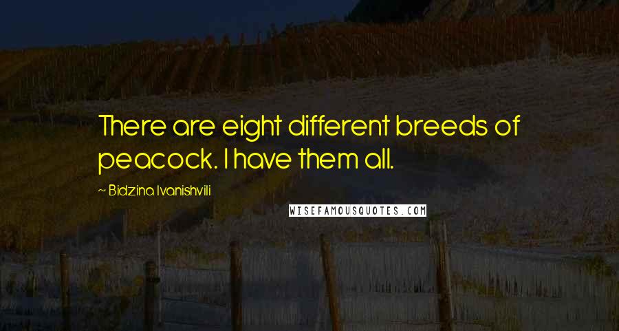 Bidzina Ivanishvili Quotes: There are eight different breeds of peacock. I have them all.