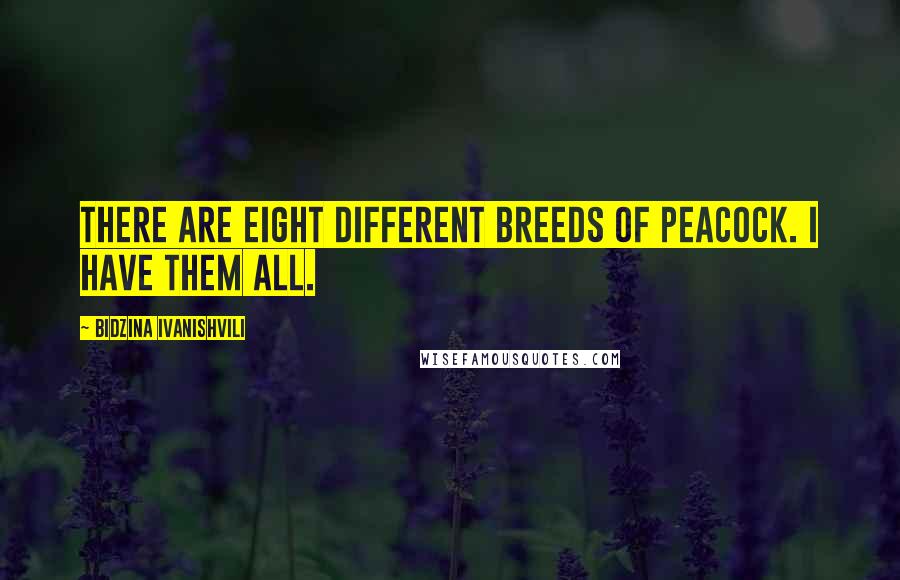 Bidzina Ivanishvili Quotes: There are eight different breeds of peacock. I have them all.