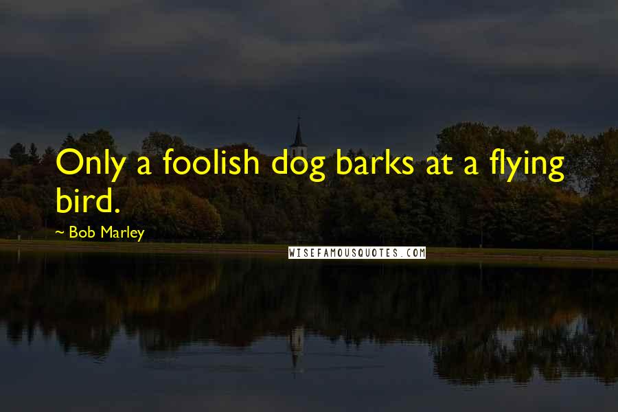 Bob Marley Quotes: Only a foolish dog barks at a flying bird.