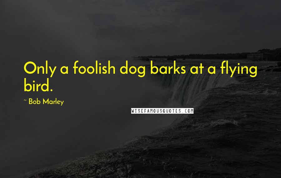 Bob Marley Quotes: Only a foolish dog barks at a flying bird.