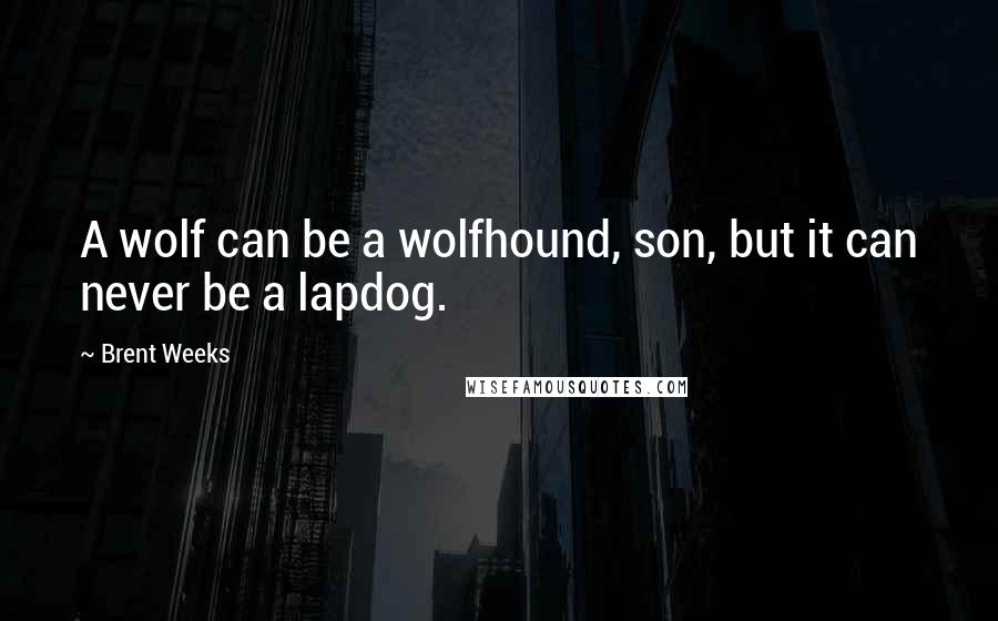 Brent Weeks Quotes: A wolf can be a wolfhound, son, but it can never be a lapdog.