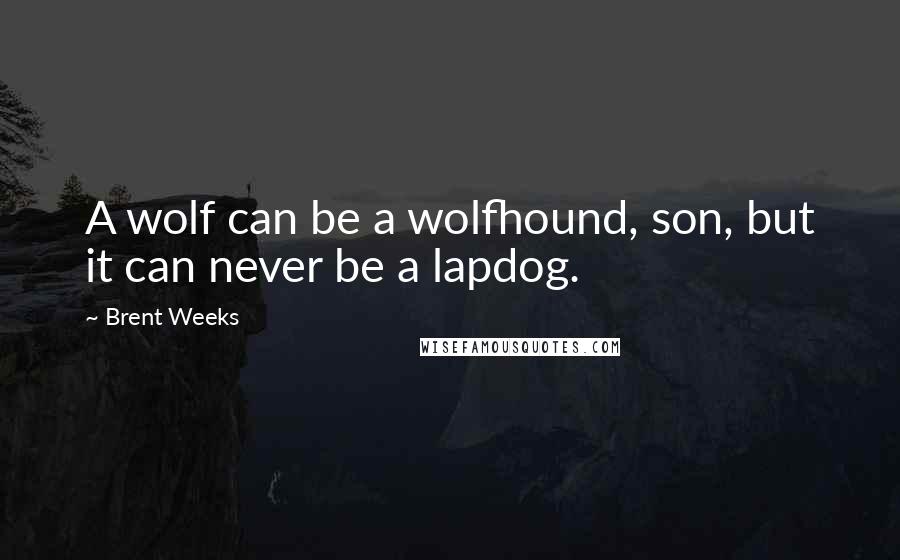 Brent Weeks Quotes: A wolf can be a wolfhound, son, but it can never be a lapdog.