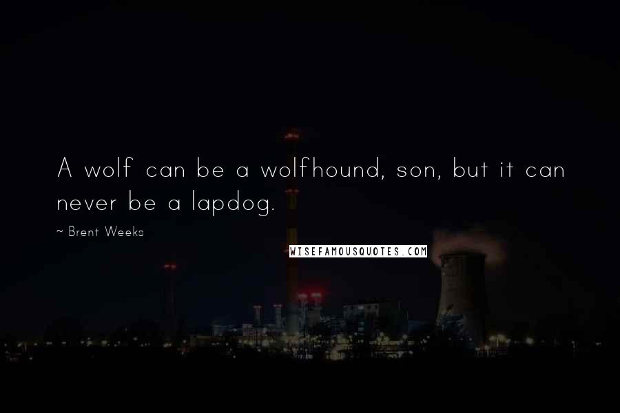 Brent Weeks Quotes: A wolf can be a wolfhound, son, but it can never be a lapdog.