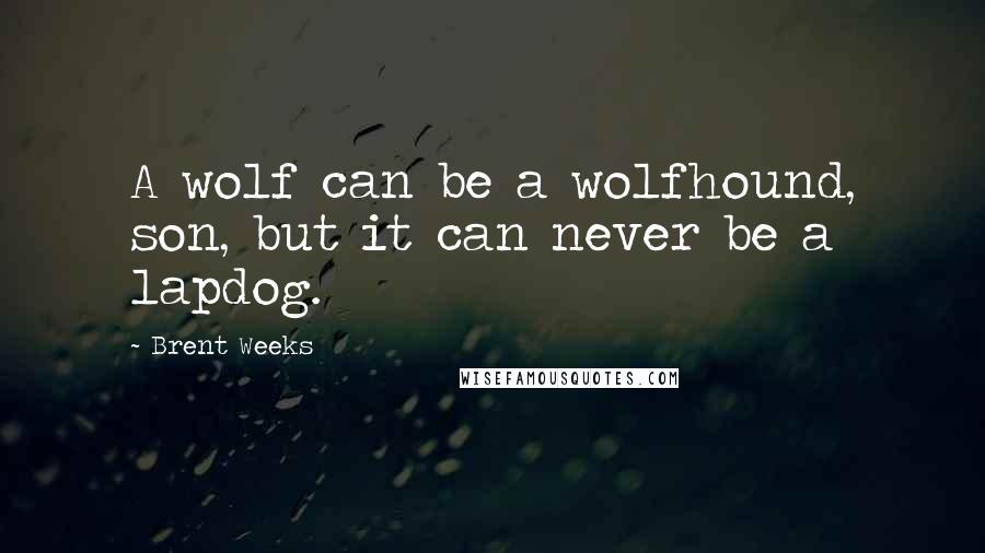 Brent Weeks Quotes: A wolf can be a wolfhound, son, but it can never be a lapdog.