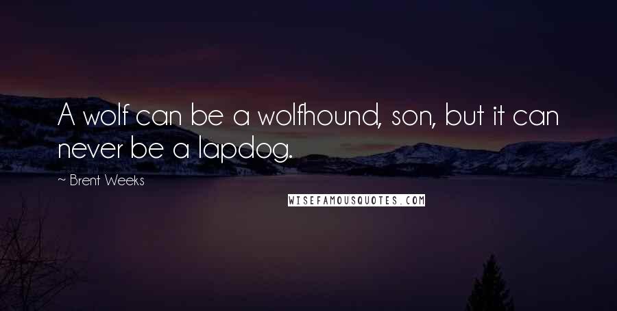 Brent Weeks Quotes: A wolf can be a wolfhound, son, but it can never be a lapdog.