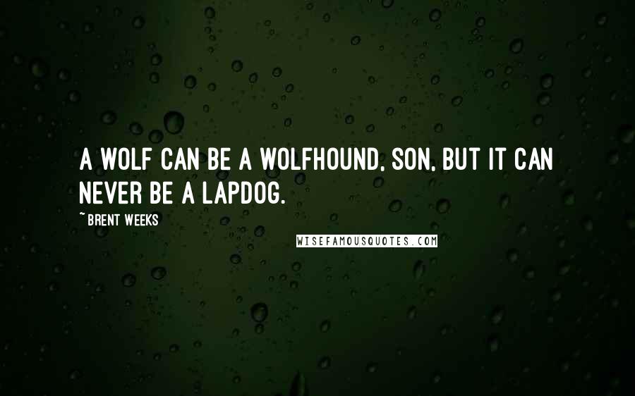 Brent Weeks Quotes: A wolf can be a wolfhound, son, but it can never be a lapdog.