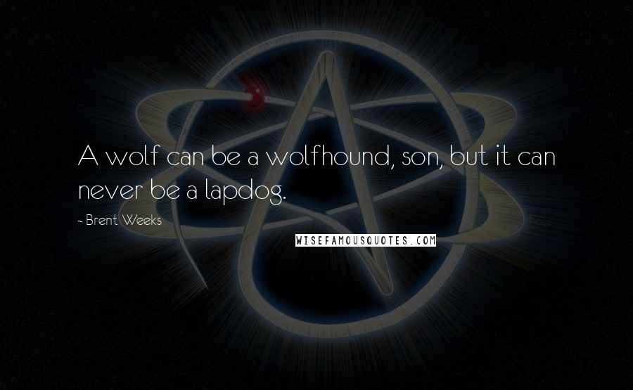 Brent Weeks Quotes: A wolf can be a wolfhound, son, but it can never be a lapdog.