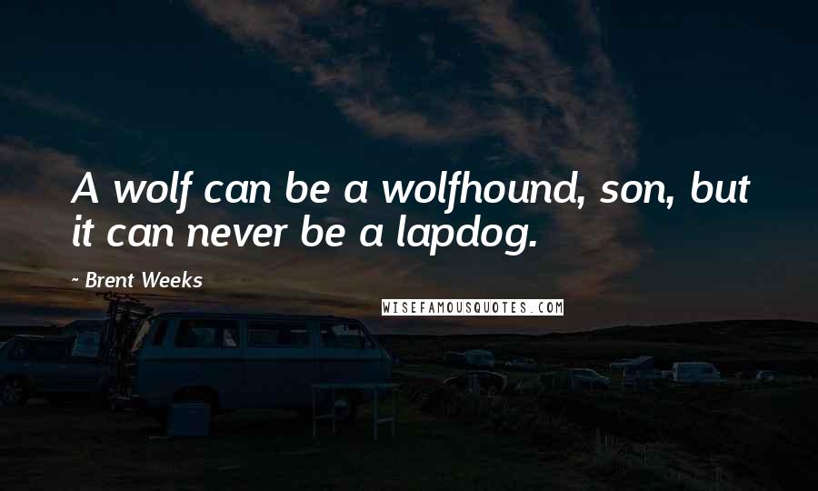 Brent Weeks Quotes: A wolf can be a wolfhound, son, but it can never be a lapdog.