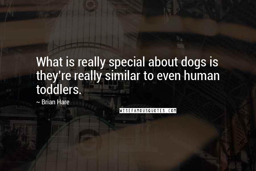 Brian Hare Quotes: What is really special about dogs is they're really similar to even human toddlers.