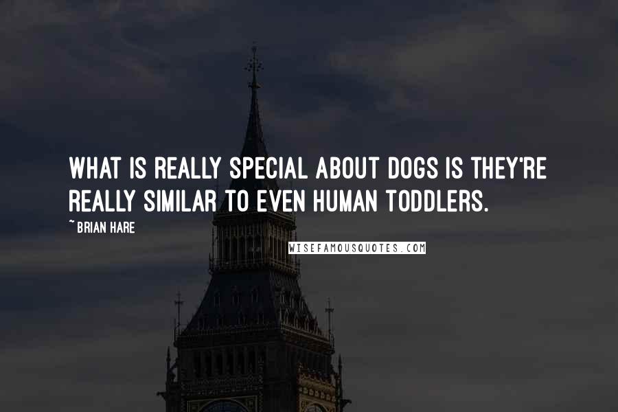 Brian Hare Quotes: What is really special about dogs is they're really similar to even human toddlers.
