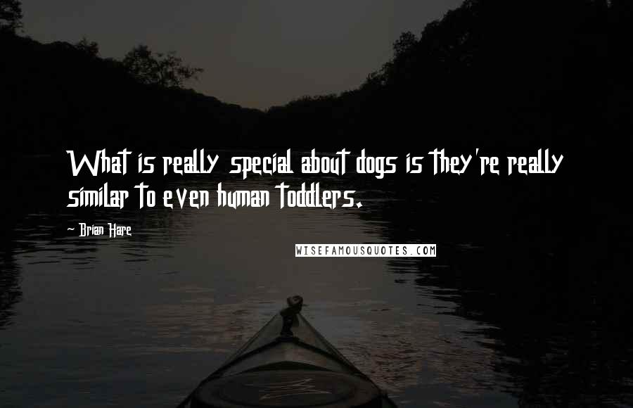 Brian Hare Quotes: What is really special about dogs is they're really similar to even human toddlers.