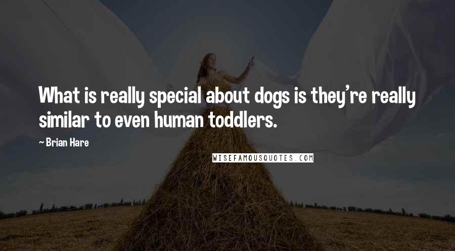 Brian Hare Quotes: What is really special about dogs is they're really similar to even human toddlers.