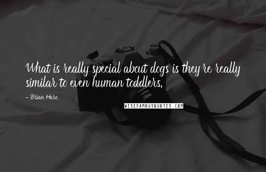 Brian Hare Quotes: What is really special about dogs is they're really similar to even human toddlers.