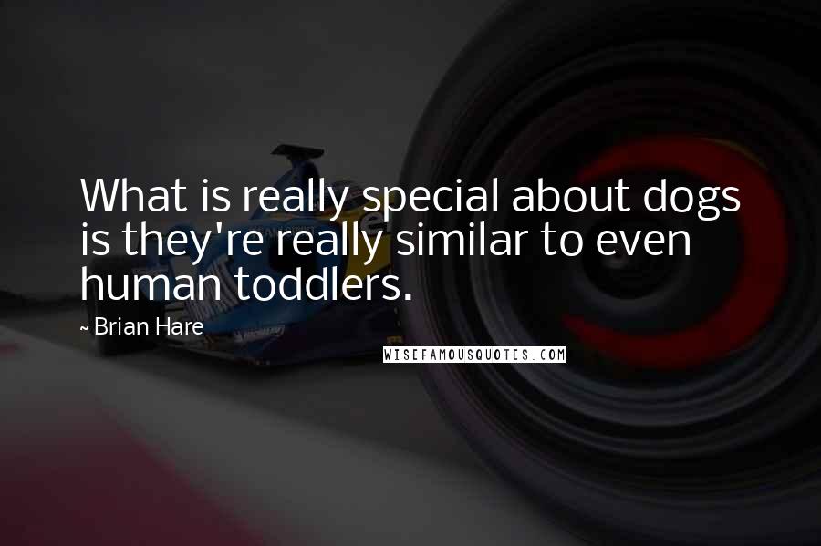 Brian Hare Quotes: What is really special about dogs is they're really similar to even human toddlers.