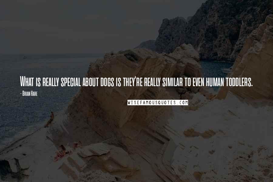 Brian Hare Quotes: What is really special about dogs is they're really similar to even human toddlers.