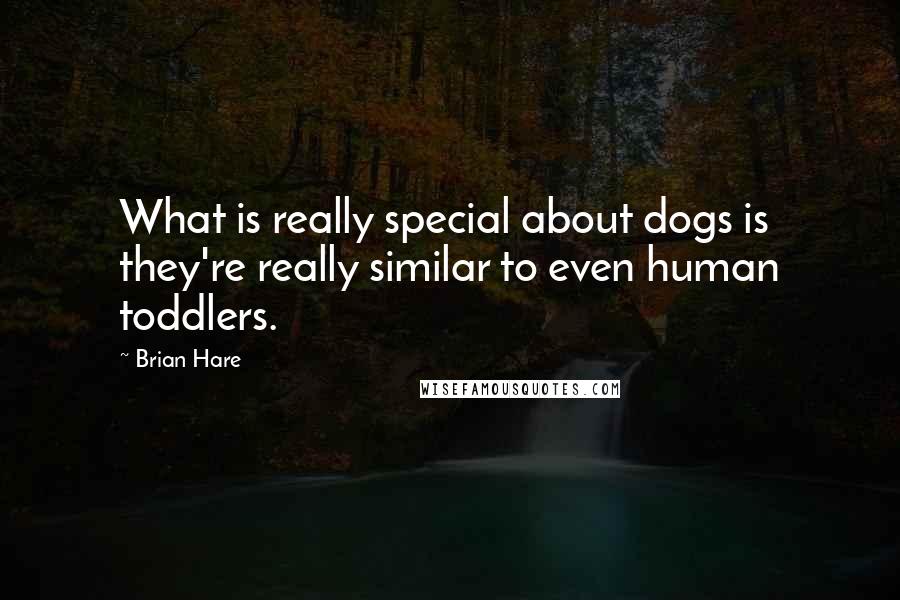 Brian Hare Quotes: What is really special about dogs is they're really similar to even human toddlers.