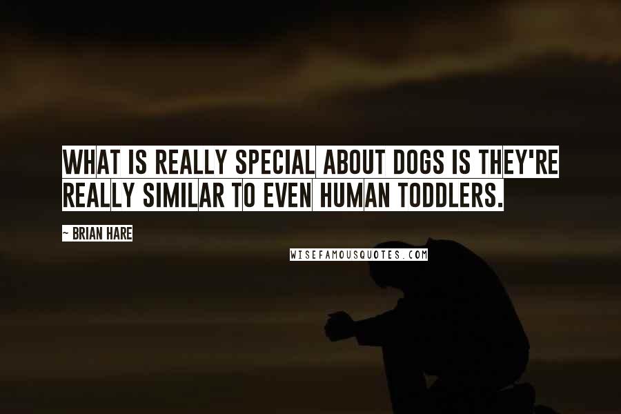 Brian Hare Quotes: What is really special about dogs is they're really similar to even human toddlers.