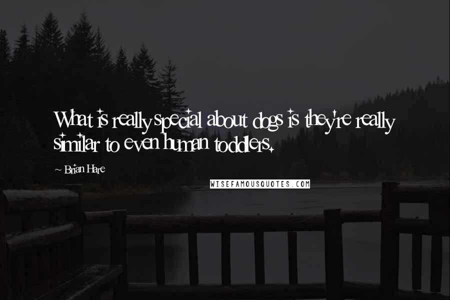 Brian Hare Quotes: What is really special about dogs is they're really similar to even human toddlers.