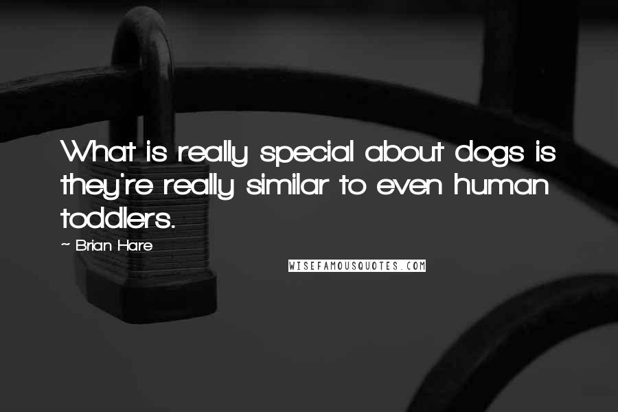 Brian Hare Quotes: What is really special about dogs is they're really similar to even human toddlers.