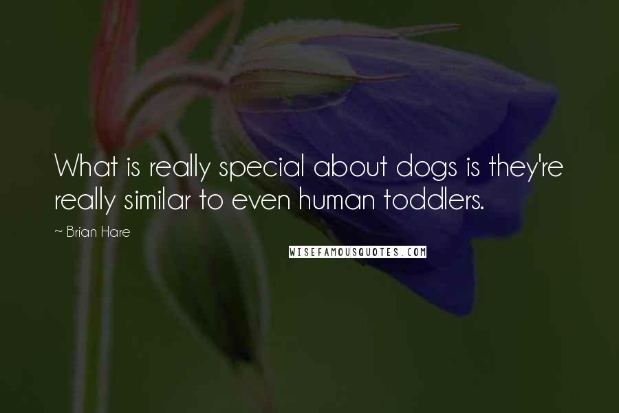 Brian Hare Quotes: What is really special about dogs is they're really similar to even human toddlers.