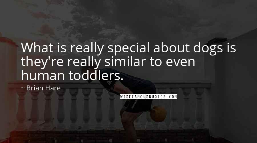Brian Hare Quotes: What is really special about dogs is they're really similar to even human toddlers.