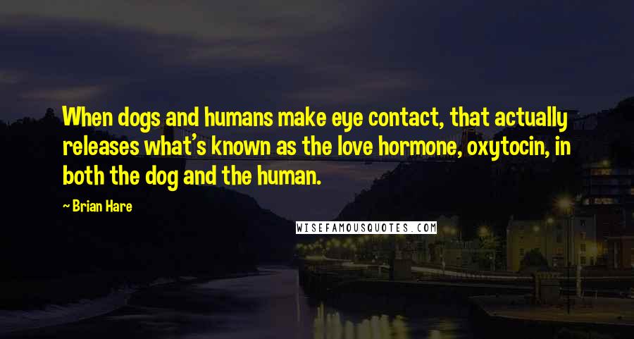 Brian Hare Quotes: When dogs and humans make eye contact, that actually releases what's known as the love hormone, oxytocin, in both the dog and the human.