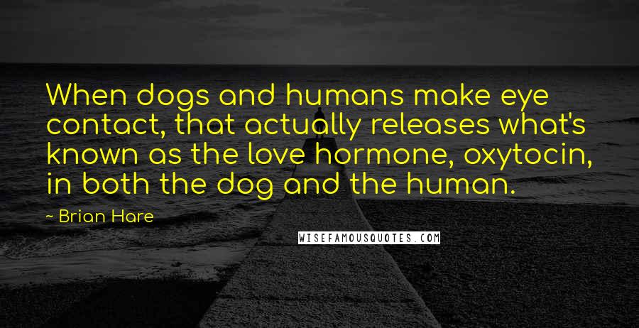 Brian Hare Quotes: When dogs and humans make eye contact, that actually releases what's known as the love hormone, oxytocin, in both the dog and the human.