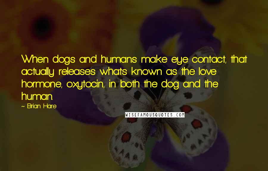 Brian Hare Quotes: When dogs and humans make eye contact, that actually releases what's known as the love hormone, oxytocin, in both the dog and the human.