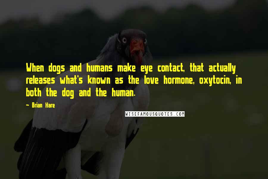 Brian Hare Quotes: When dogs and humans make eye contact, that actually releases what's known as the love hormone, oxytocin, in both the dog and the human.