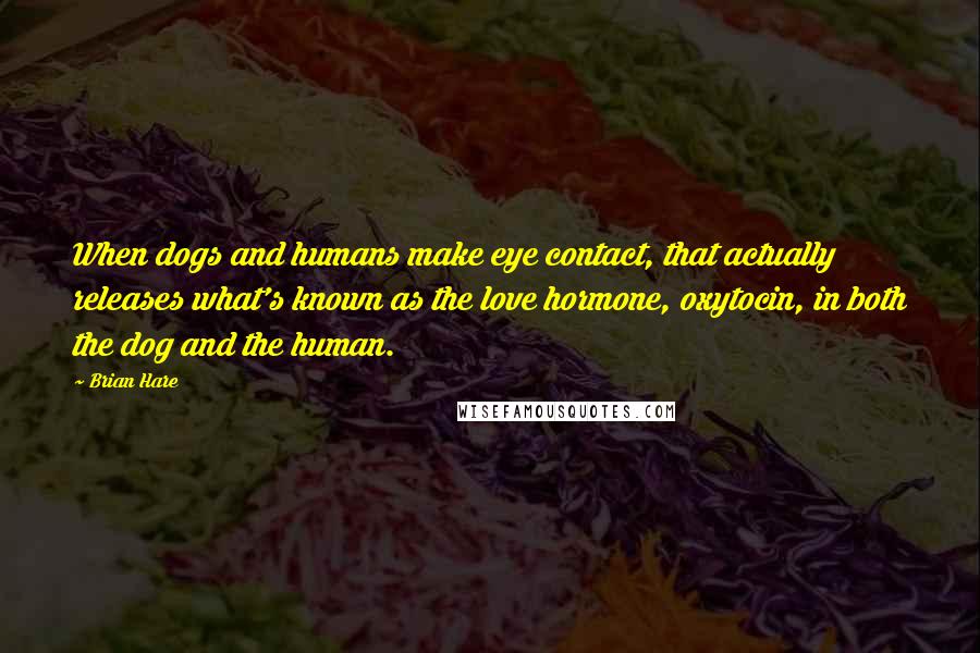 Brian Hare Quotes: When dogs and humans make eye contact, that actually releases what's known as the love hormone, oxytocin, in both the dog and the human.