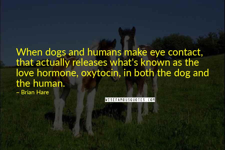 Brian Hare Quotes: When dogs and humans make eye contact, that actually releases what's known as the love hormone, oxytocin, in both the dog and the human.