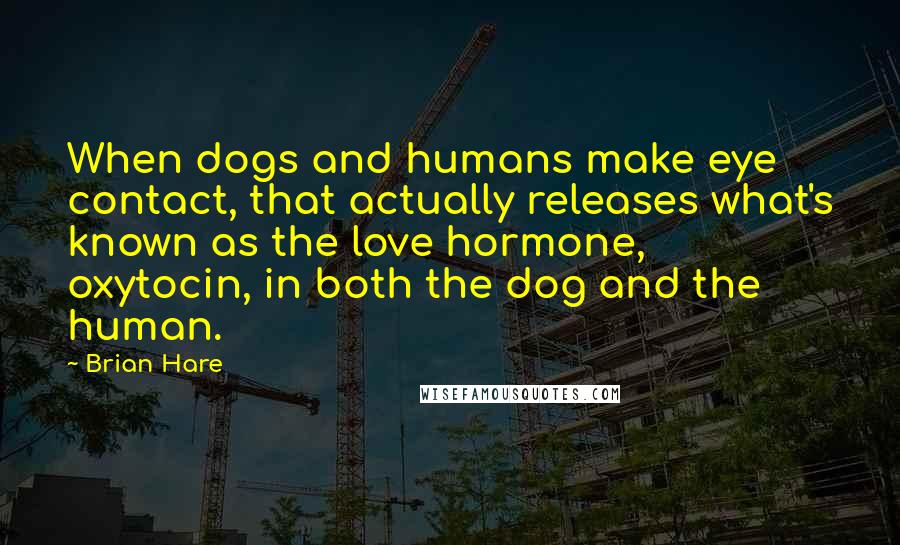 Brian Hare Quotes: When dogs and humans make eye contact, that actually releases what's known as the love hormone, oxytocin, in both the dog and the human.