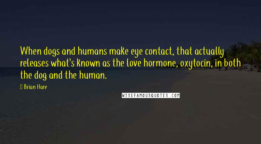 Brian Hare Quotes: When dogs and humans make eye contact, that actually releases what's known as the love hormone, oxytocin, in both the dog and the human.