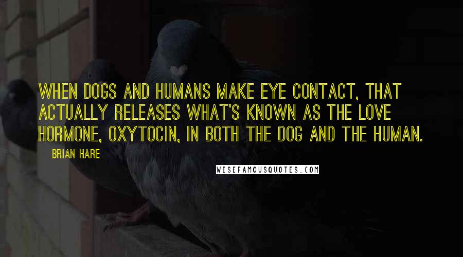 Brian Hare Quotes: When dogs and humans make eye contact, that actually releases what's known as the love hormone, oxytocin, in both the dog and the human.