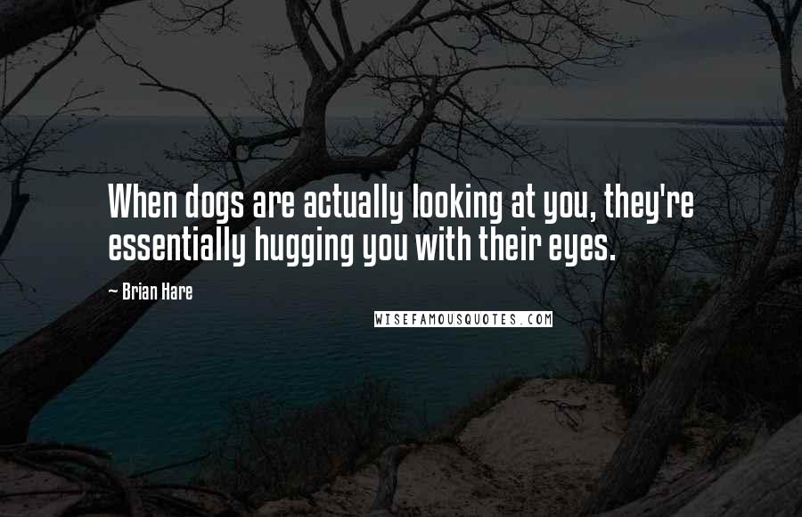 Brian Hare Quotes: When dogs are actually looking at you, they're essentially hugging you with their eyes.