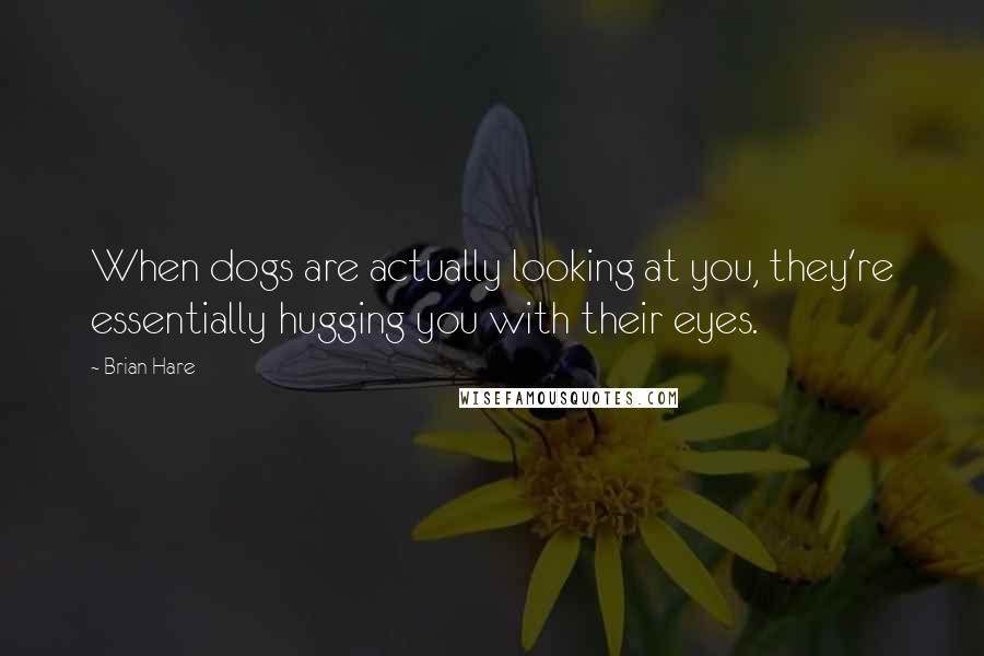 Brian Hare Quotes: When dogs are actually looking at you, they're essentially hugging you with their eyes.