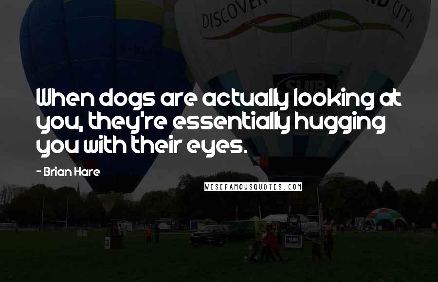 Brian Hare Quotes: When dogs are actually looking at you, they're essentially hugging you with their eyes.