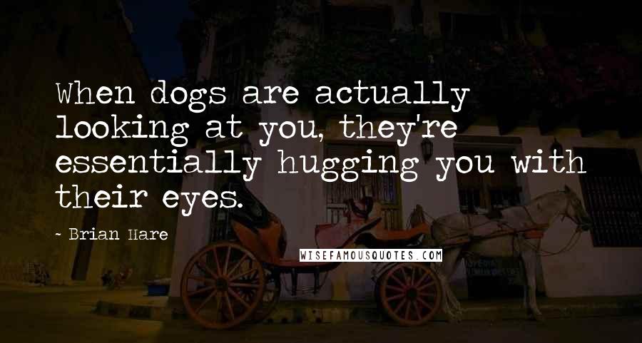 Brian Hare Quotes: When dogs are actually looking at you, they're essentially hugging you with their eyes.